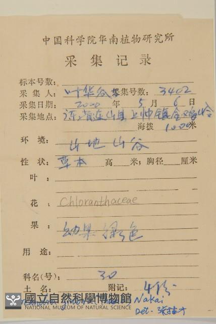 草珊瑚、紅果金粟蘭藏品圖，第2張