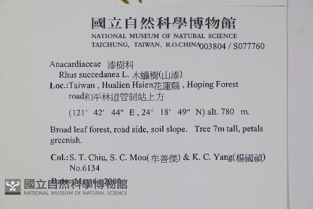 木蠟樹、山漆藏品圖，第2張