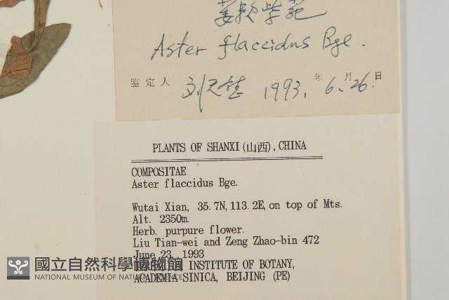 柔軟紫菀藏品圖，第3張