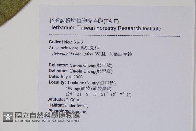 大葉馬兜鈴藏品圖，第2張