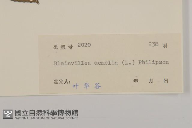 異芒菊藏品圖，第3張