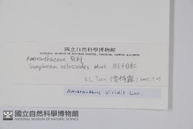 假千日紅藏品圖，第2張