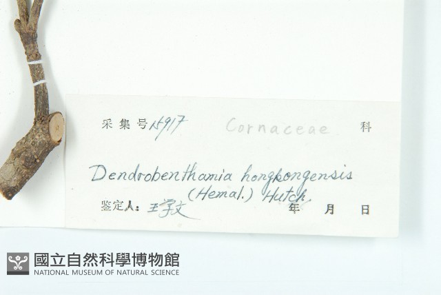 香港四照花藏品圖，第3張