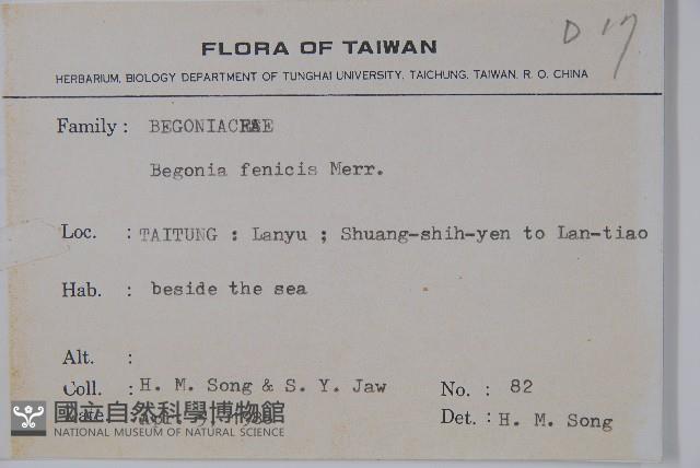 蘭嶼秋海棠藏品圖，第2張