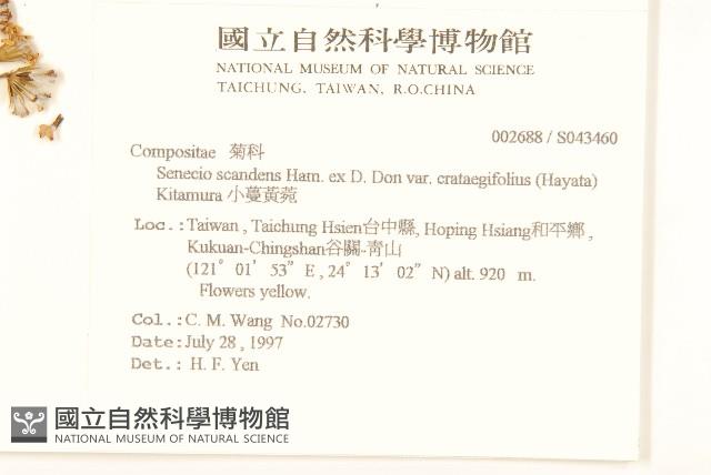 小蔓黃菀藏品圖，第2張