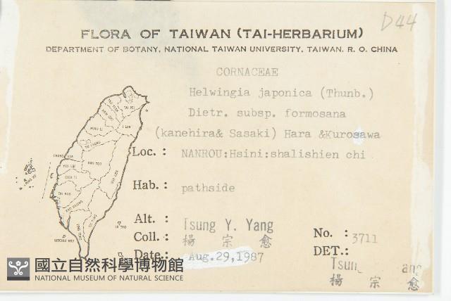 臺灣青莢葉藏品圖，第2張