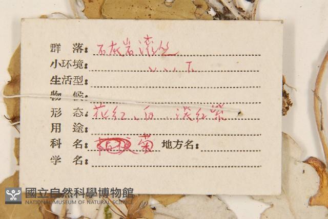 白背大丁草藏品圖，第3張