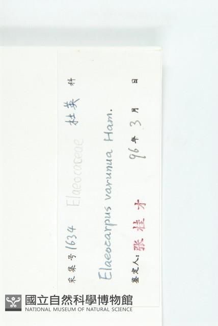 美脈杜英藏品圖，第3張