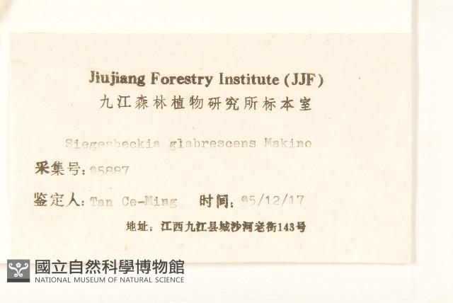 毛梗豨薟藏品圖，第3張