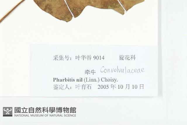 裂葉牽牛藏品圖，第3張