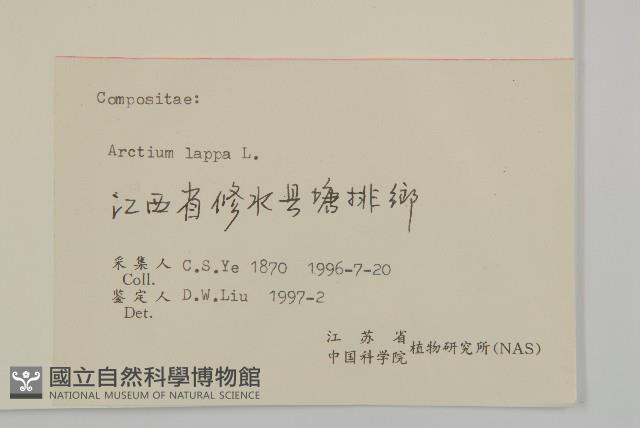 牛蒡藏品圖，第3張