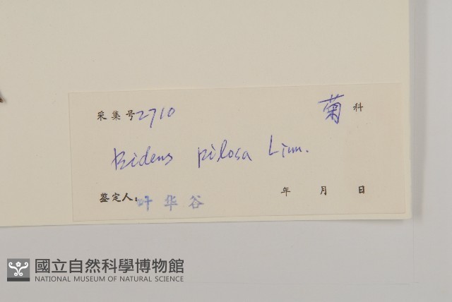 白花鬼針藏品圖，第3張