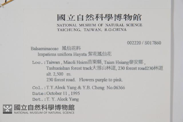 紫花鳳仙花藏品圖，第2張