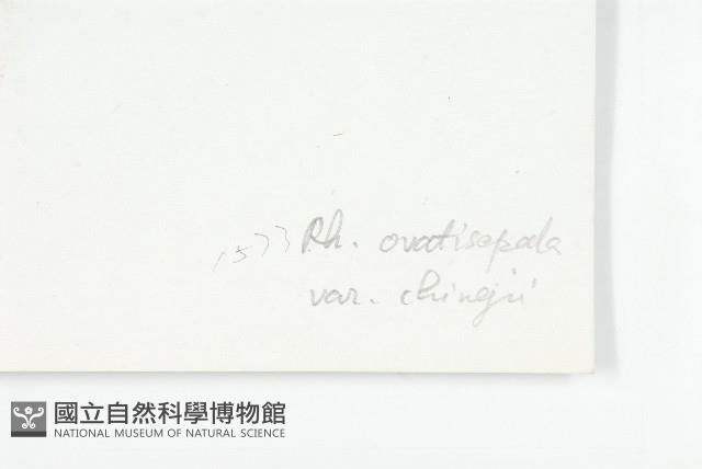 線萼紅景天藏品圖，第3張