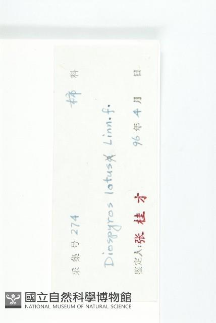 黑棗、君遷子藏品圖，第3張