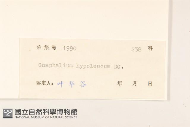 秋鼠麴草藏品圖，第3張