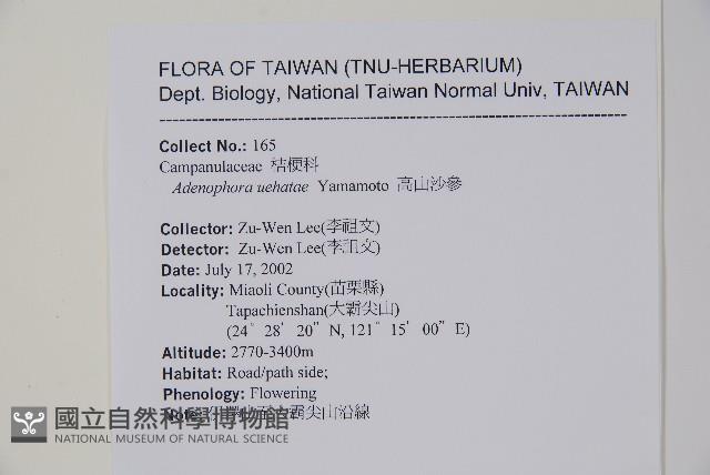 高山沙參藏品圖，第2張