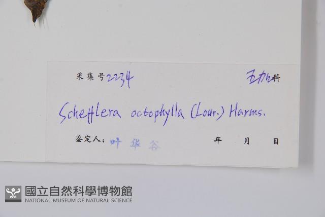 鵝掌柴、江某、鴨腳樹藏品圖，第2張