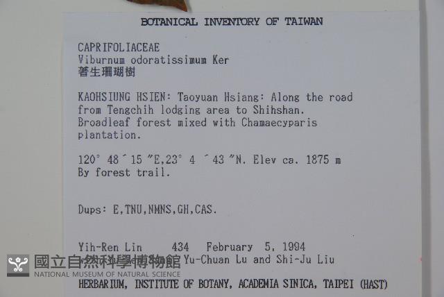 珊瑚樹藏品圖，第2張