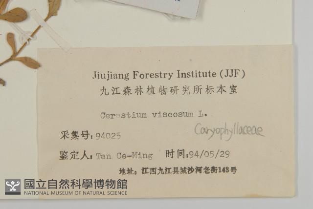 婆婆指甲菜藏品圖，第3張