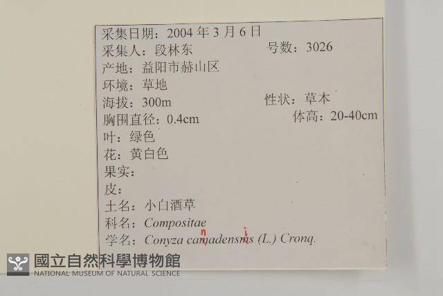 加拿大蓬藏品圖，第2張