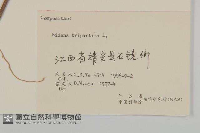 狼把草藏品圖，第3張