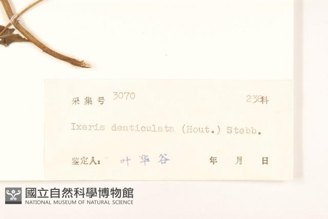 苦實菜藏品圖，第3張