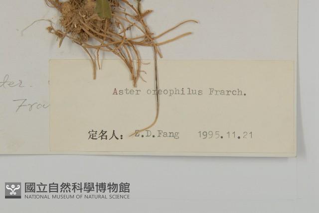 石生紫菀藏品圖，第3張