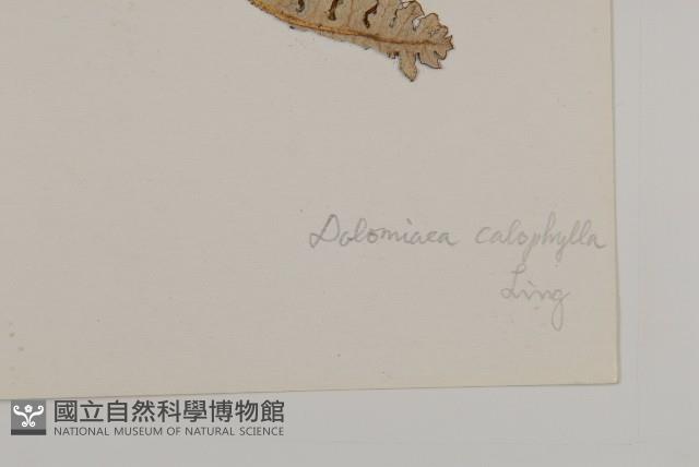 美葉藏菊藏品圖，第3張