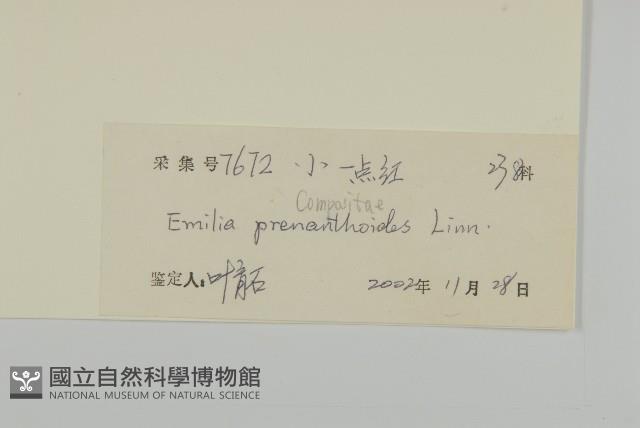 小葉一點紅藏品圖，第3張