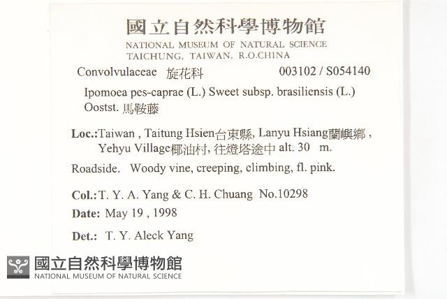 馬鞍藤藏品圖，第5張