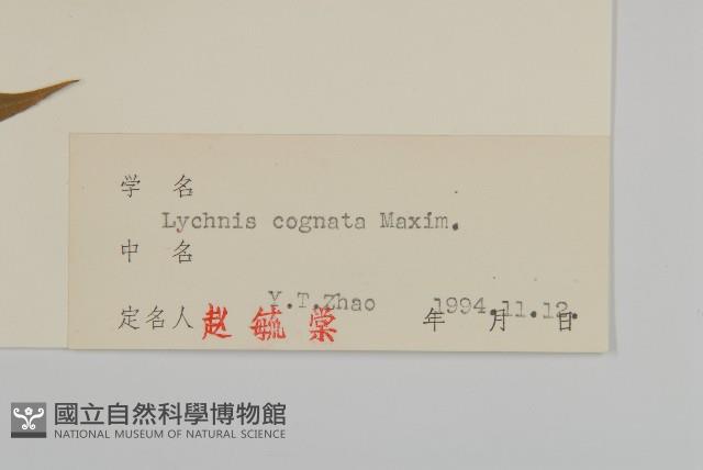 淺裂剪秋蘿藏品圖，第3張