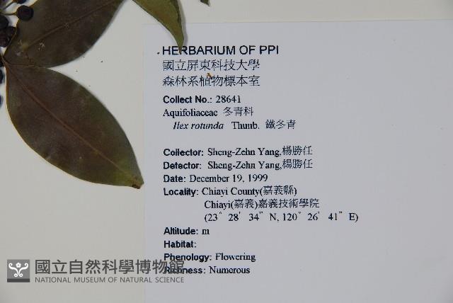 鐵冬青藏品圖，第2張