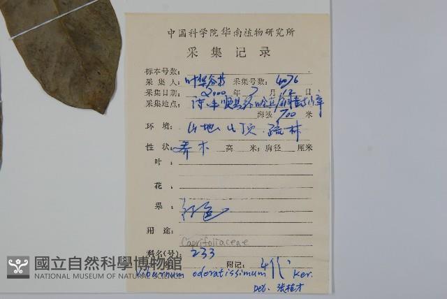 珊瑚樹藏品圖，第2張