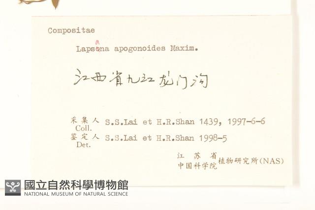 稻槎菜藏品圖，第3張