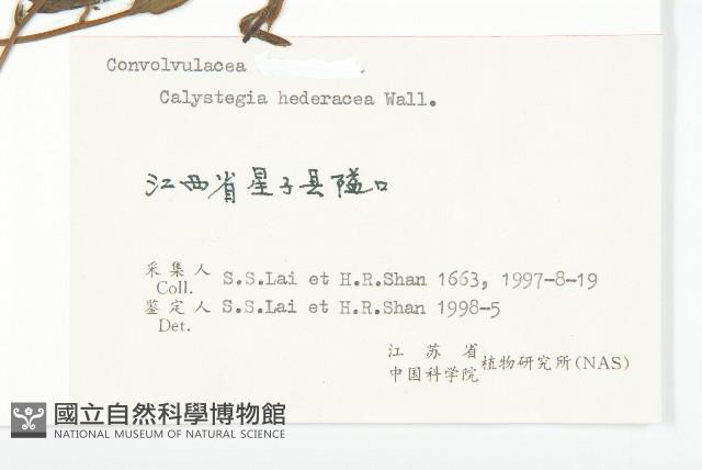 打碗花藏品圖，第3張