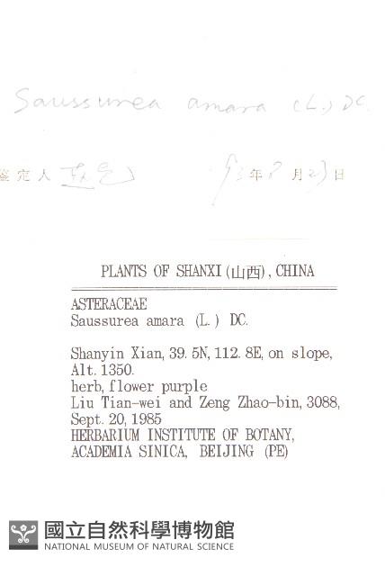 草地風毛菊藏品圖，第3張