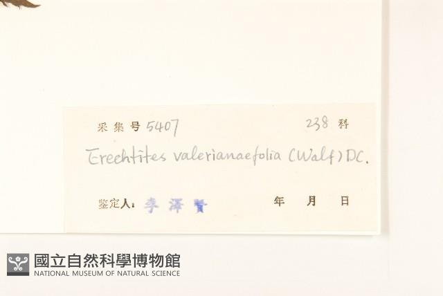 飛機草藏品圖，第3張