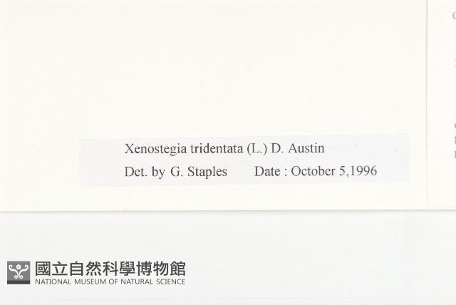 戟葉菜欒藤藏品圖，第3張