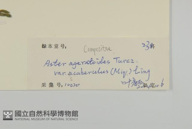 微糙三脈紫菀藏品圖，第3張