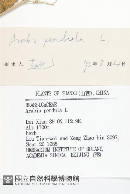 垂果南芥菜藏品圖，第3張