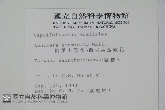 阿里山忍冬、漸尖葉忍冬藏品圖，第2張