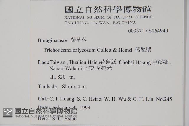 假酸漿藏品圖，第2張