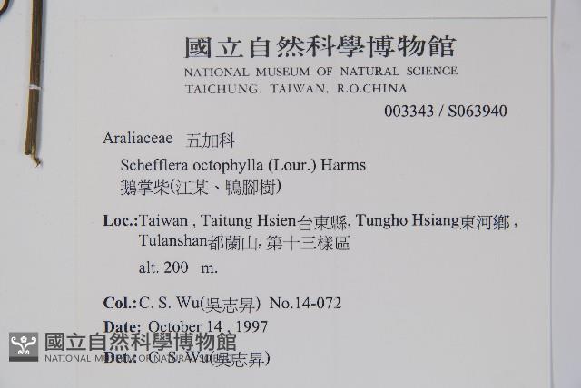 鵝掌柴、江某、鴨腳樹藏品圖，第2張