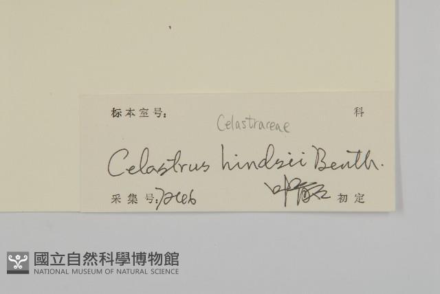 南華南蛇藤，青江藤藏品圖，第3張