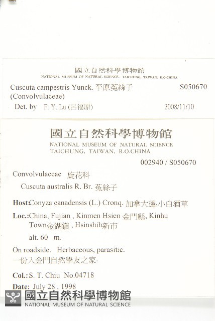 平原菟絲子藏品圖，第5張