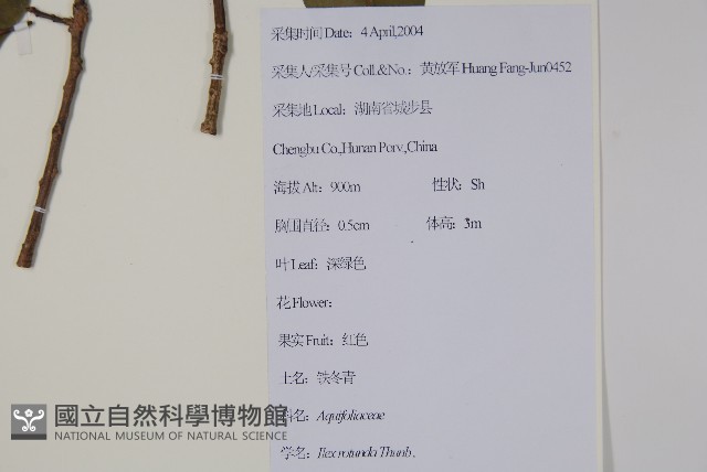 鐵冬青藏品圖，第2張