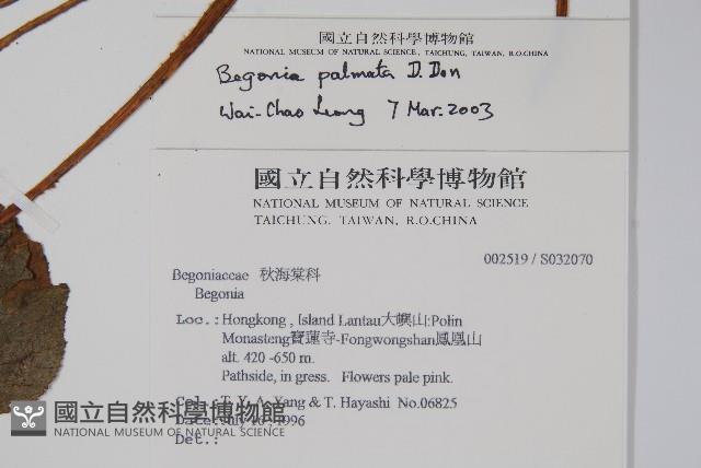 裂葉秋海棠藏品圖，第2張