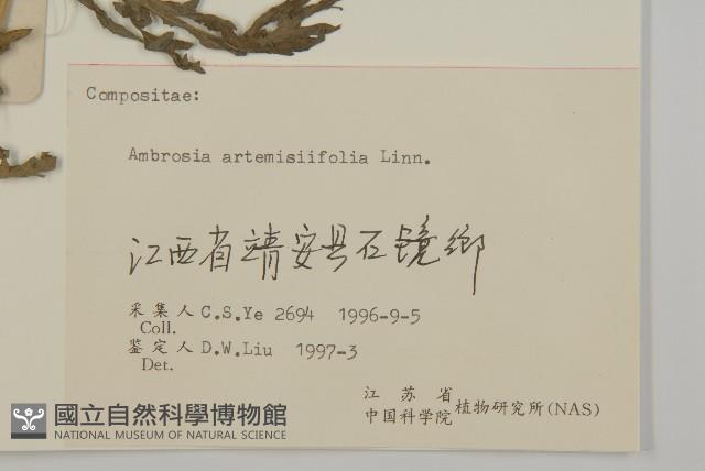 豬草、瘤果菊藏品圖，第3張