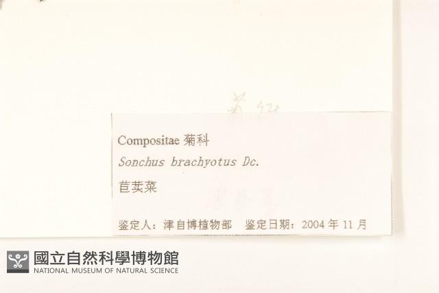 長裂苦苣菜藏品圖，第3張